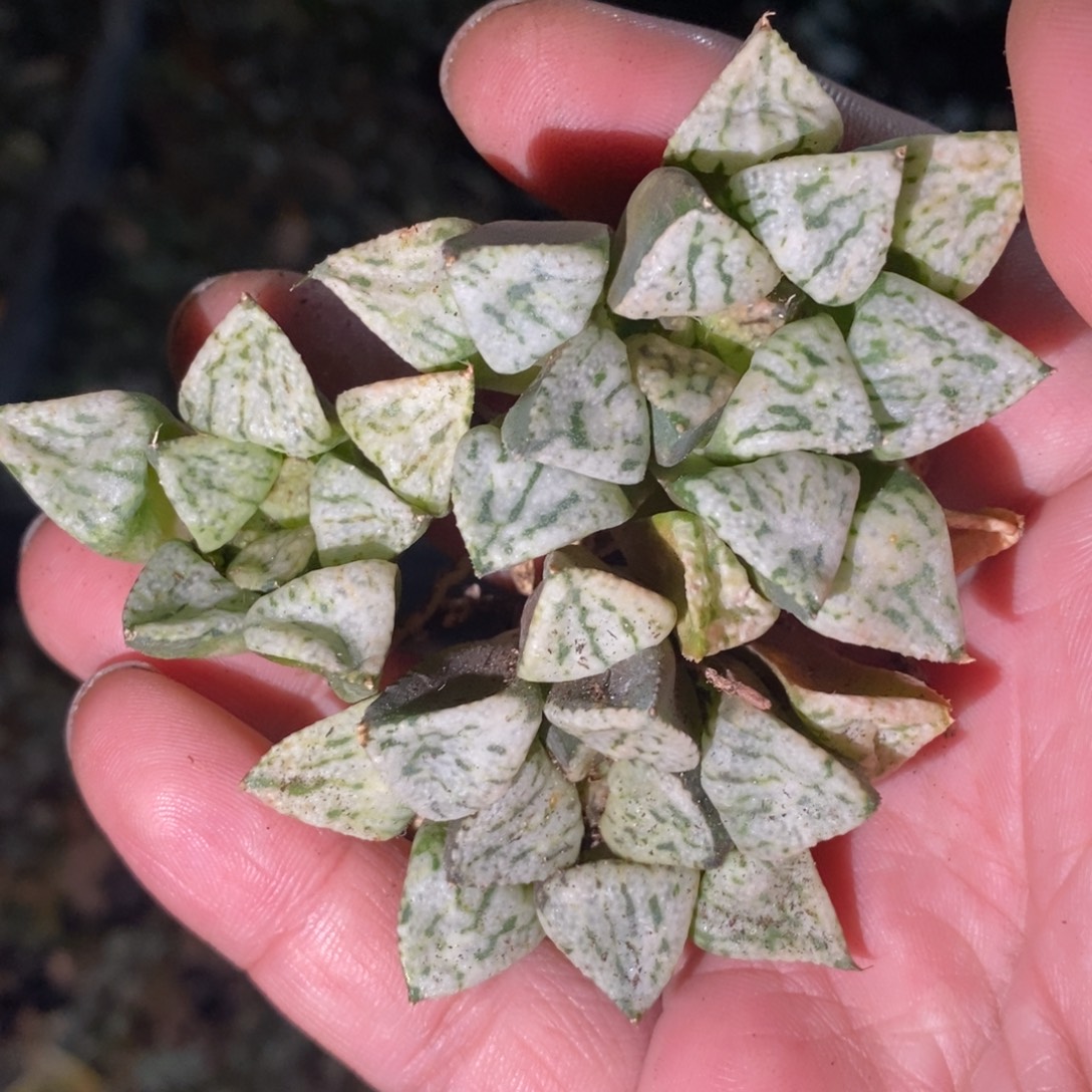 2321 一颗中潘多拉魔盒 双蛋整点福利