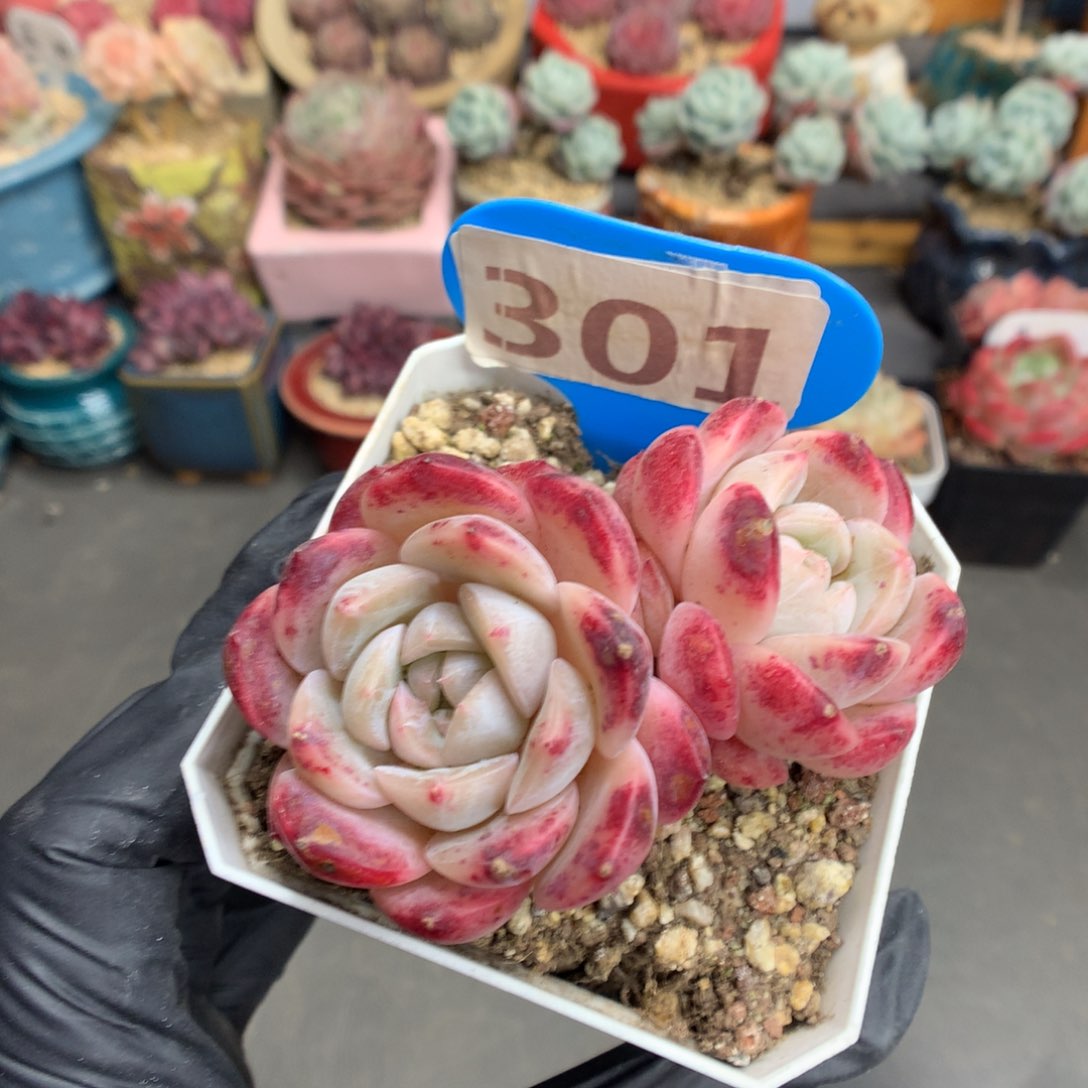 301 双头血斑糖心