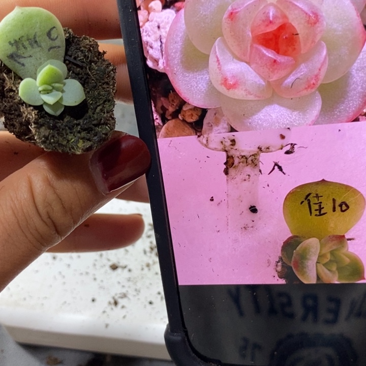 佳10芽苗一个多肉