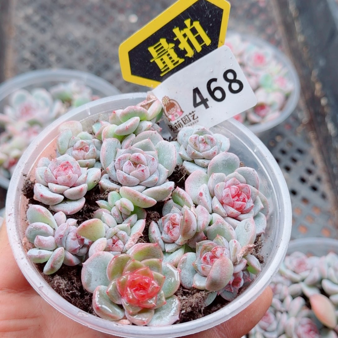 多肉植物多肉植物