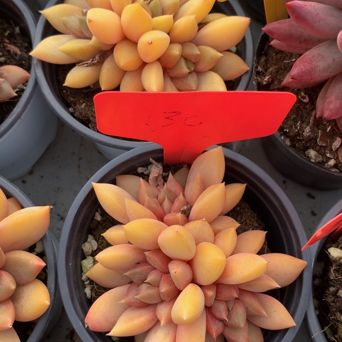 红象牙yyeyeyeueueeu