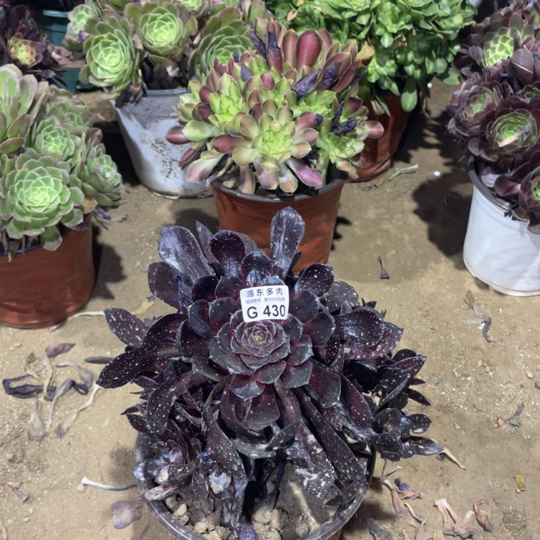 430黑碳球多肉法师断枝不包