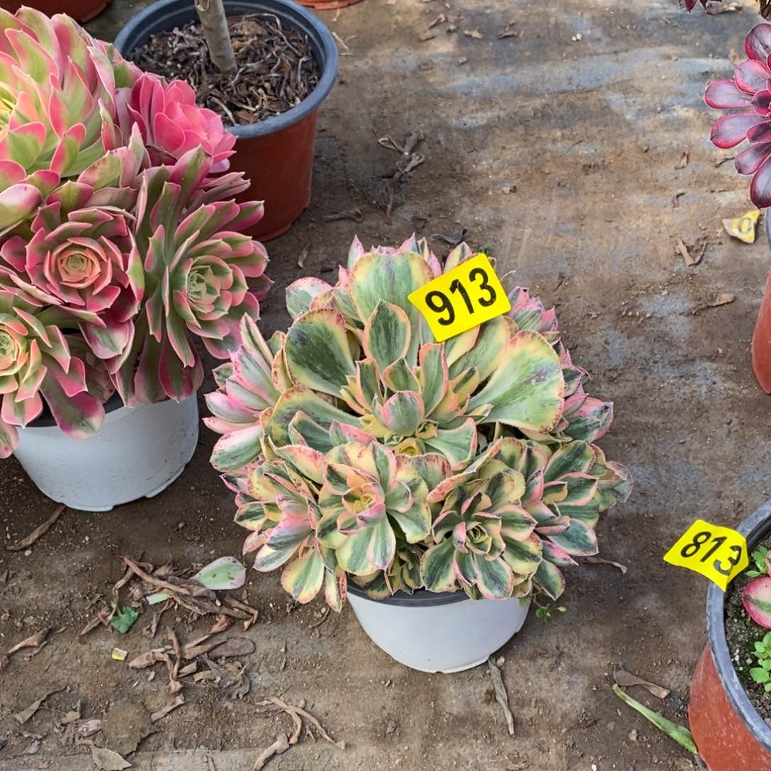 青花瓷多肉法师913