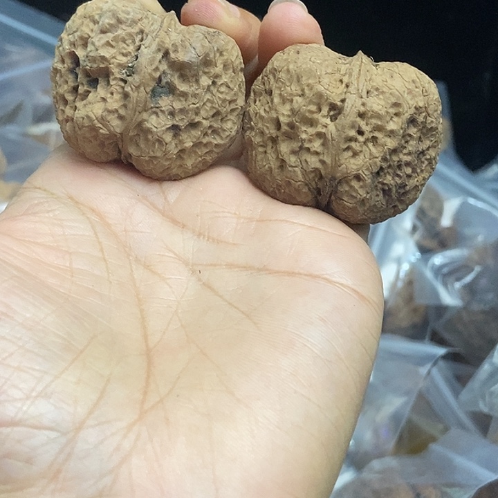 木质类云南铁核桃基地44