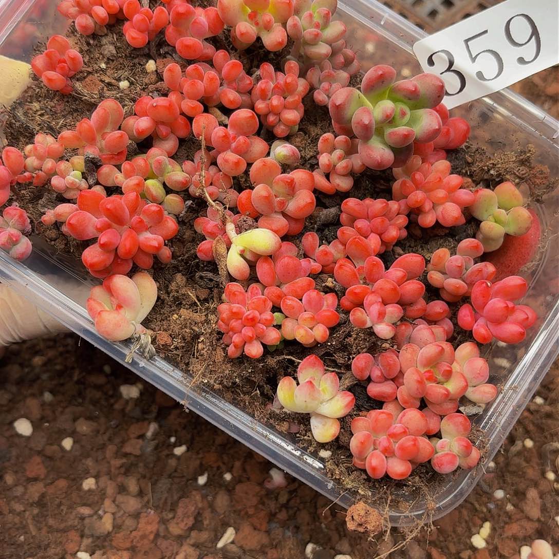 多肉植物多肉植物359