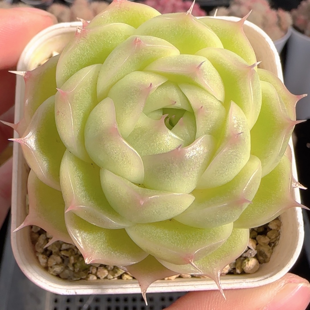 多肉1231-221大包子麦秆