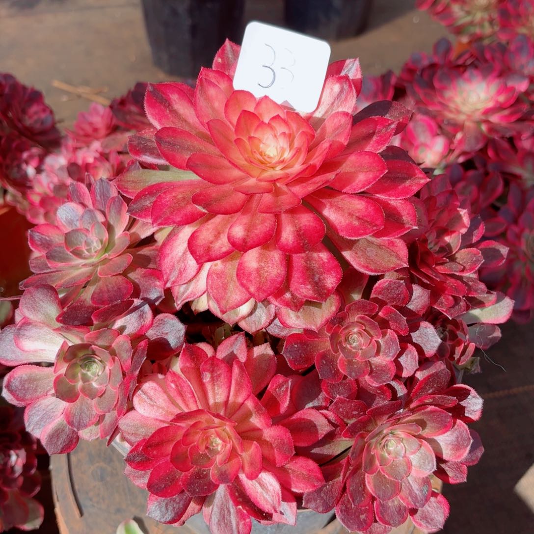 一物一拍多肉法师33