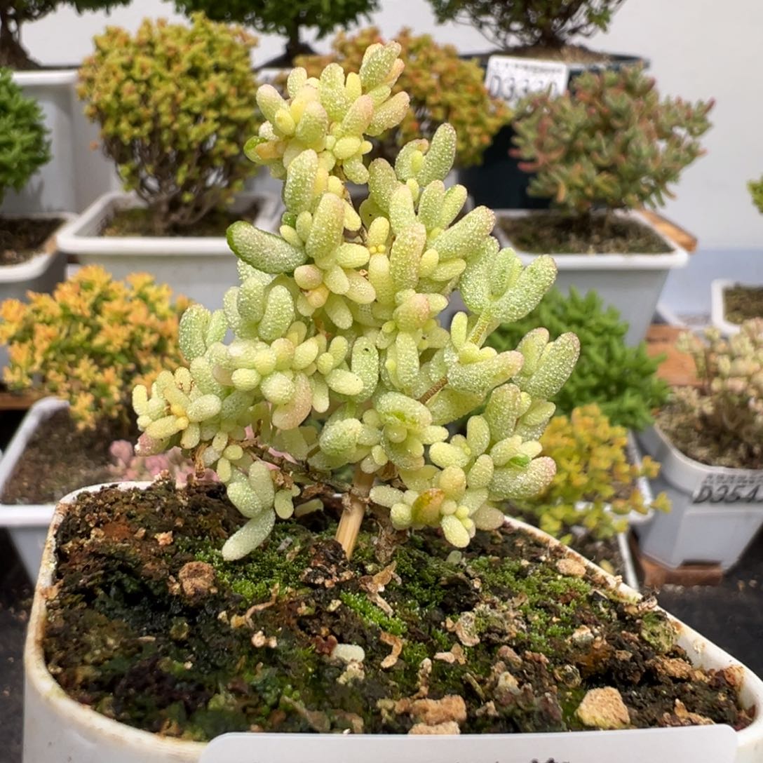 D3656米粒锦一物一拍