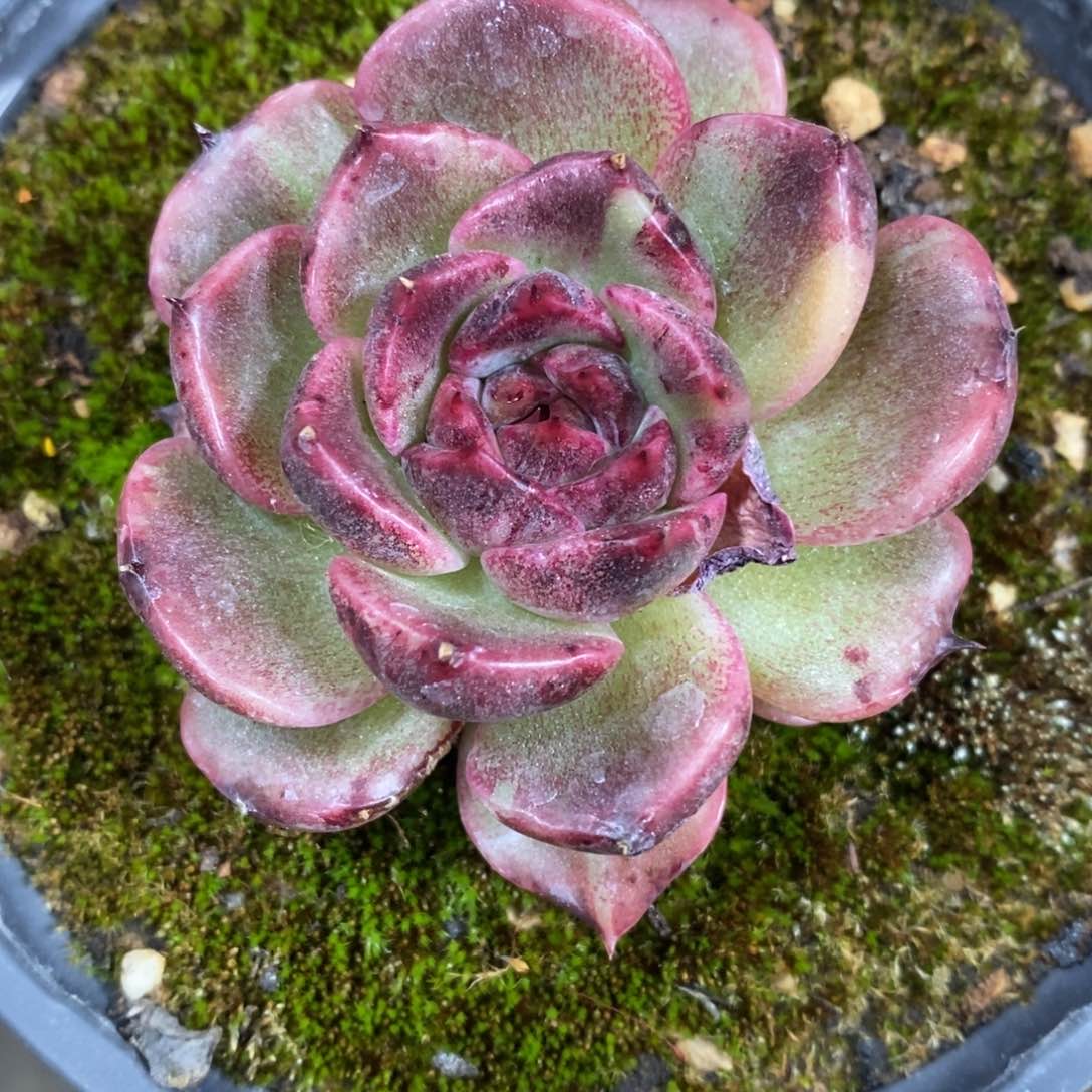 自助下单一物一拍多肉_过年可寄养问主播