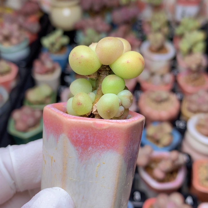 034 萤火虫 花落 4 头 木质