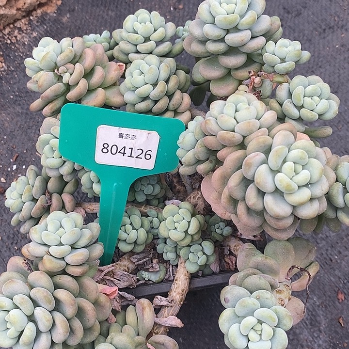 梅*福利多多，804126