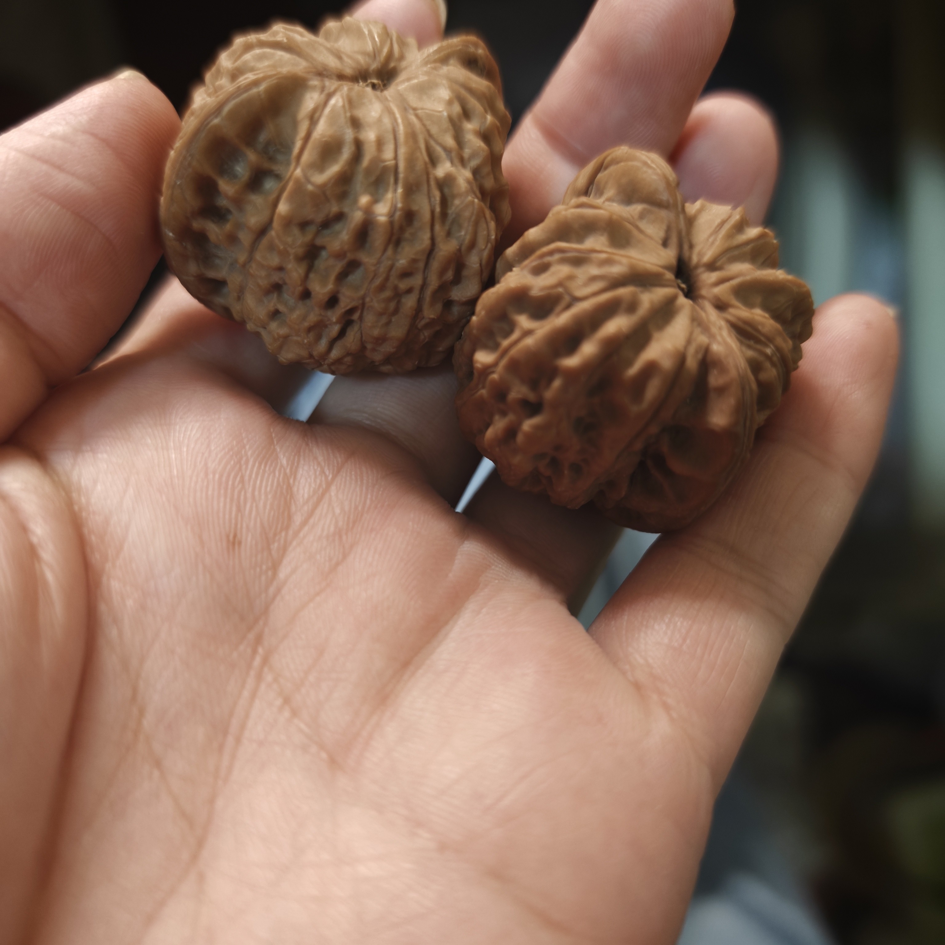 文玩核桃血麒麟核桃