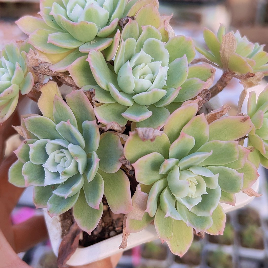 柠檬玫瑰锦19包邮带土不带盆