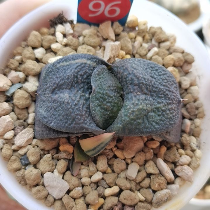 96号实生军配卧牛锦一物一拍带盆土发货