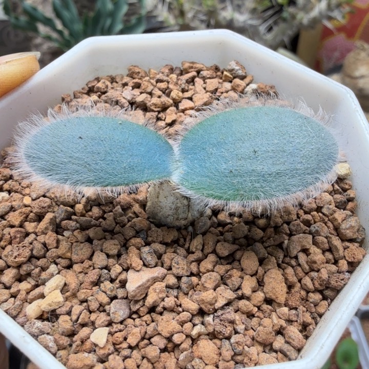 毛叶石蒜301 （满28包邮）