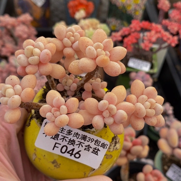 鱼子酱老桩6cm046多肉植物