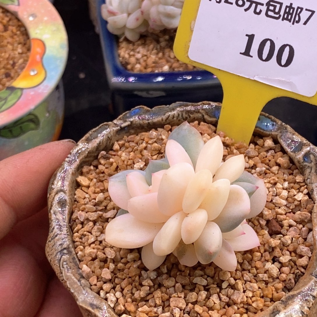 7100梦露锦双多肉植物