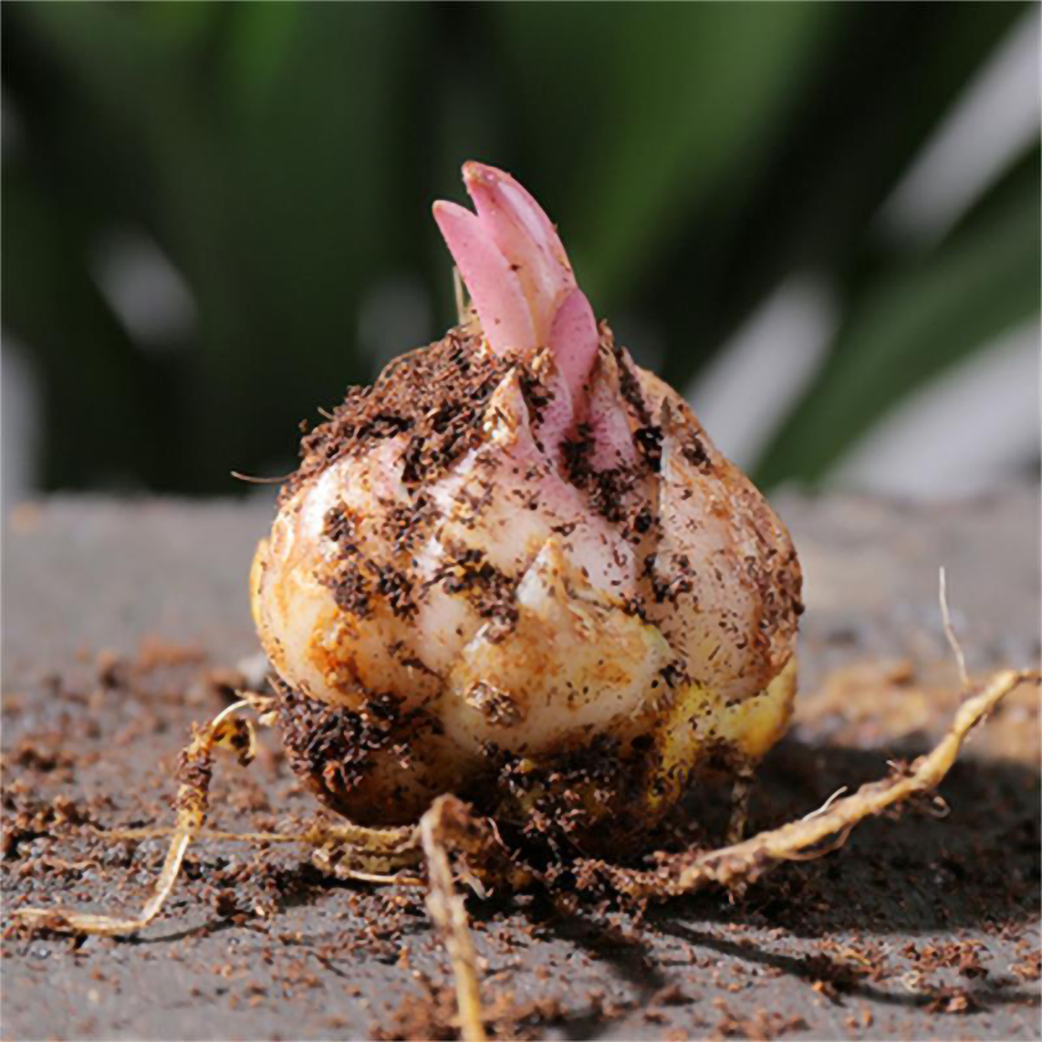 正宗进口香水百合种球开花浓香大球易爆花