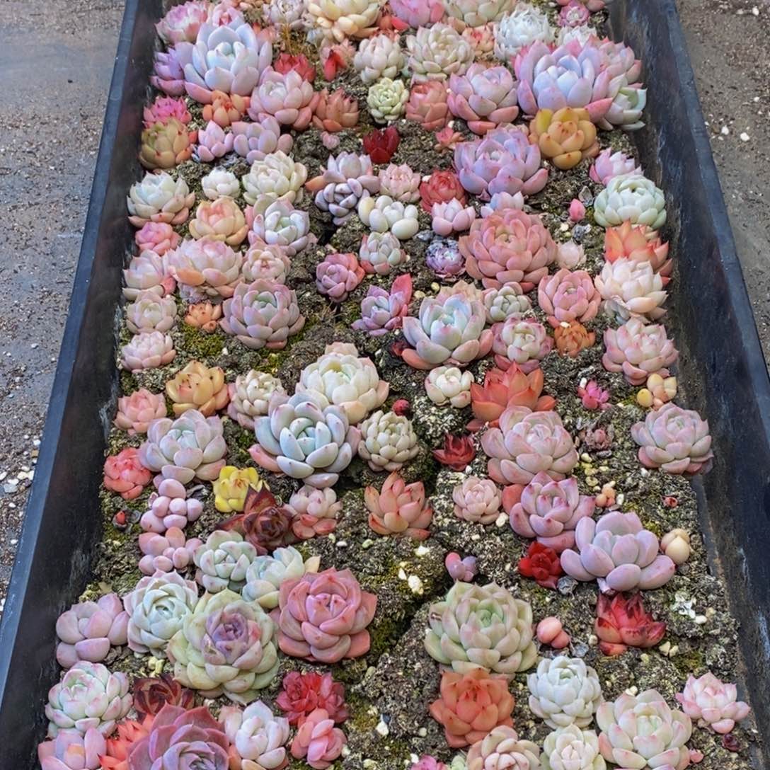 522多肉植物保护研究所所长