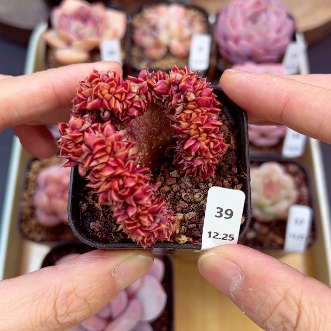 好好看39、哈哈哈哈