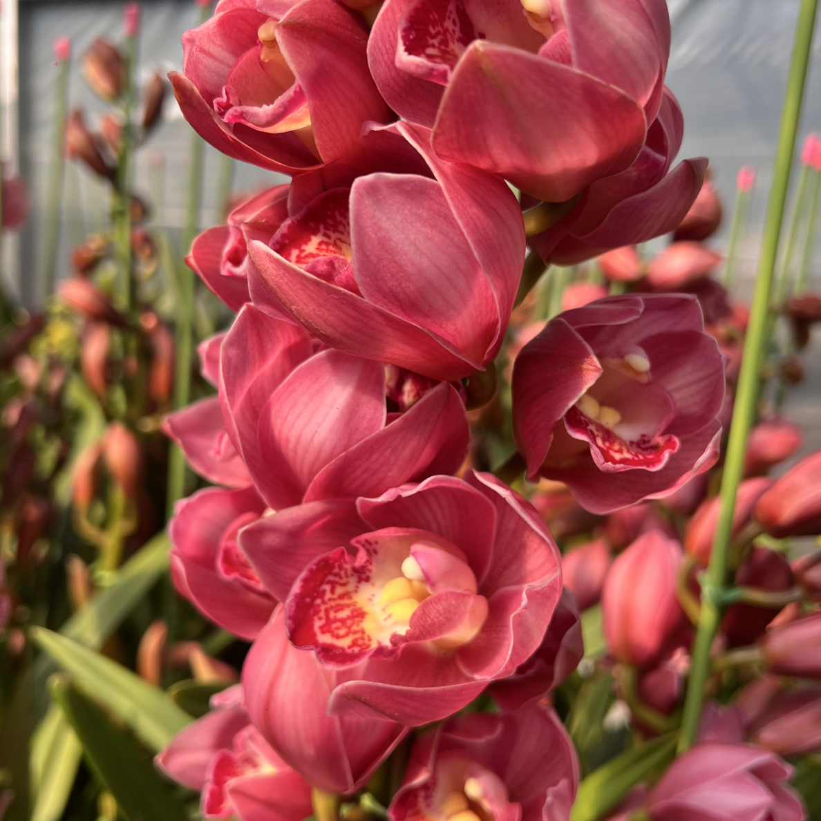 云南大花惠兰【英雄】年宵花原盆原土带花苞带花剑基地直发