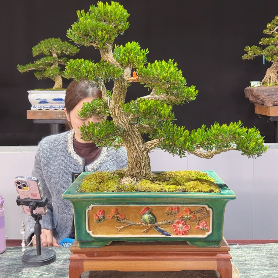 四季常青老桩黄杨盆景