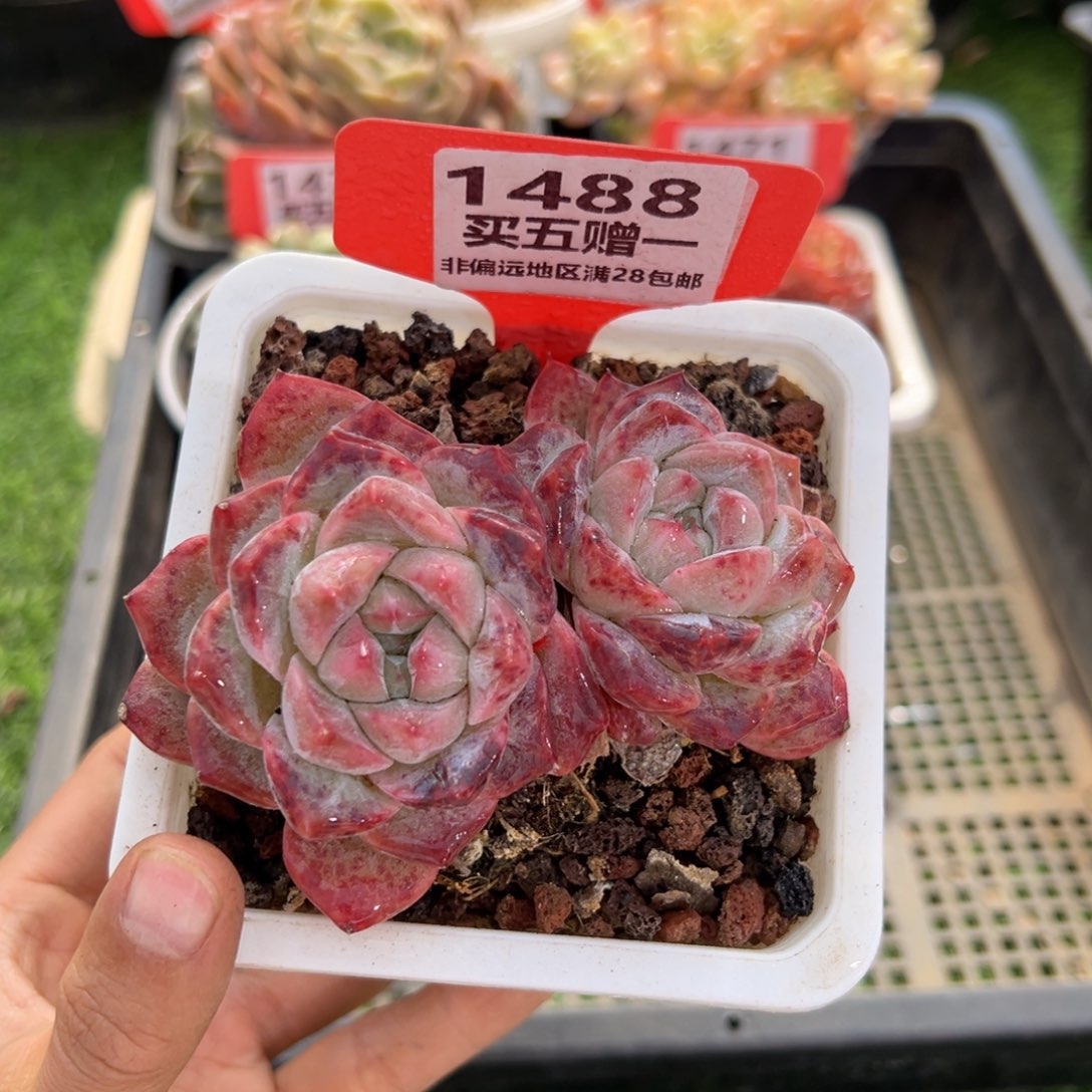 表妹精品多肉1488.