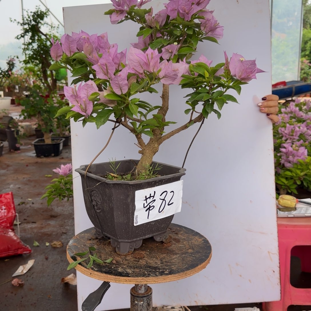 大部分花苞少量开放82 金夫人