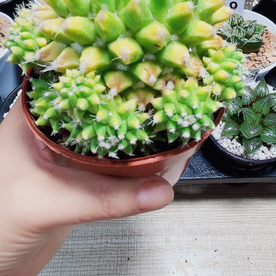 嫣***然菠萝球多肉植物6666