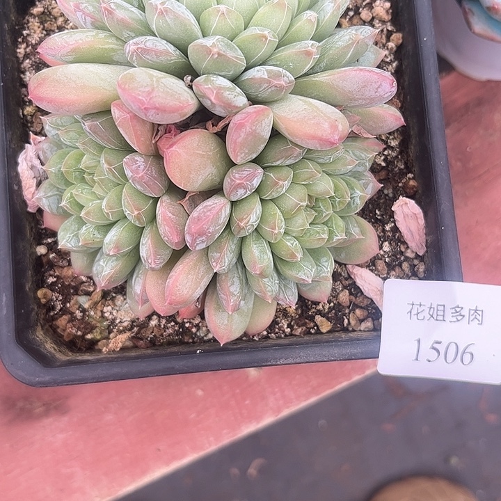 苹***仔1506一颗8888888888