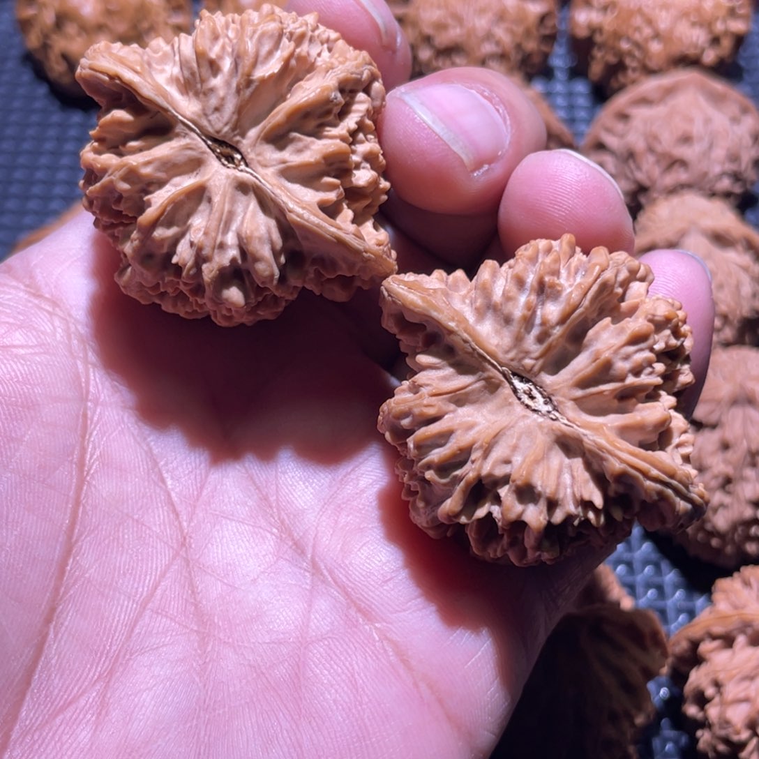 听***纺核桃45满天星狮子头