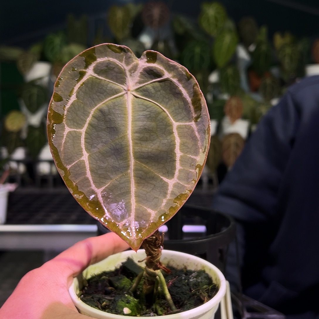 完全开放盾叶水晶