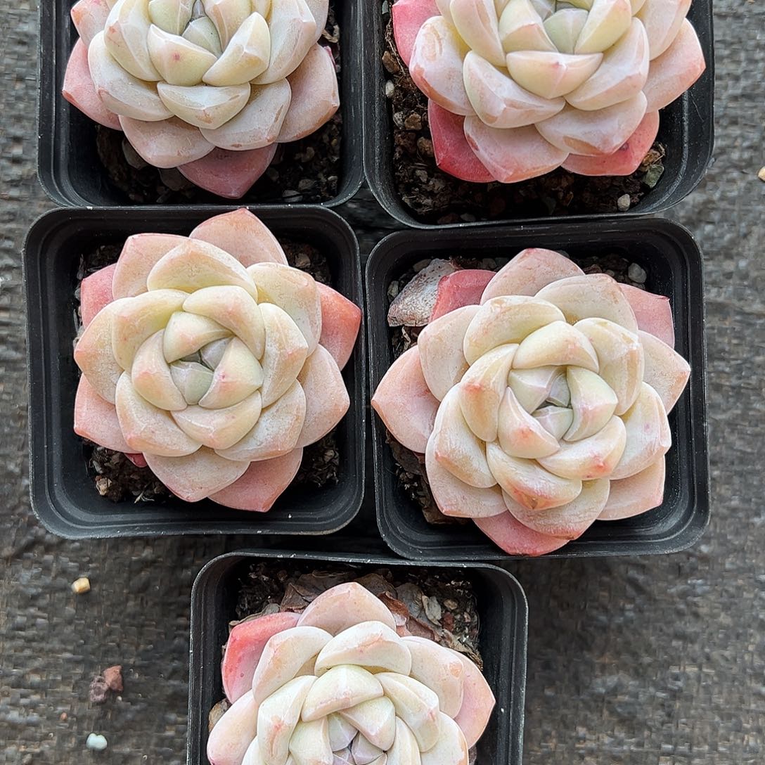 L**玲玲姐专拍多肉，短肥