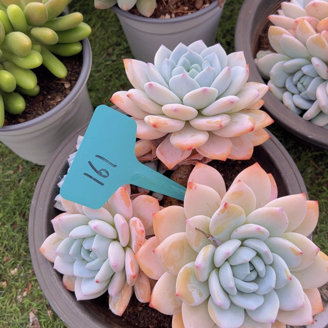 香玉等多种名贵的产品