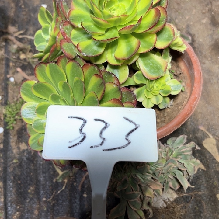 多肉植物组合2个