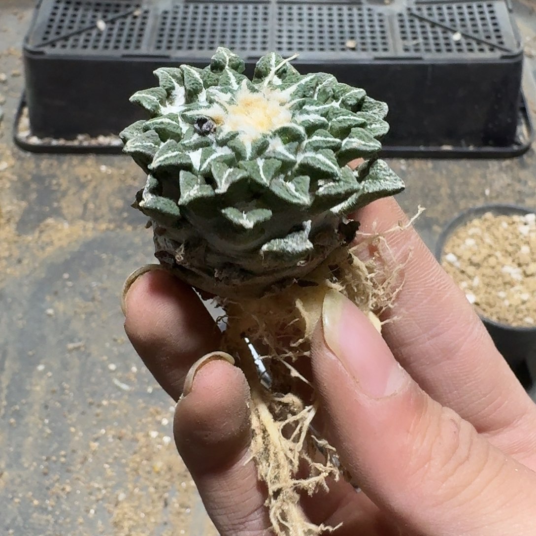 087号仙人球萝卜根