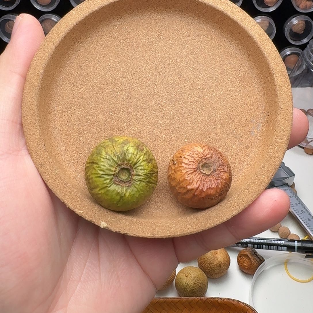 吊坠凤眼菩提青皮