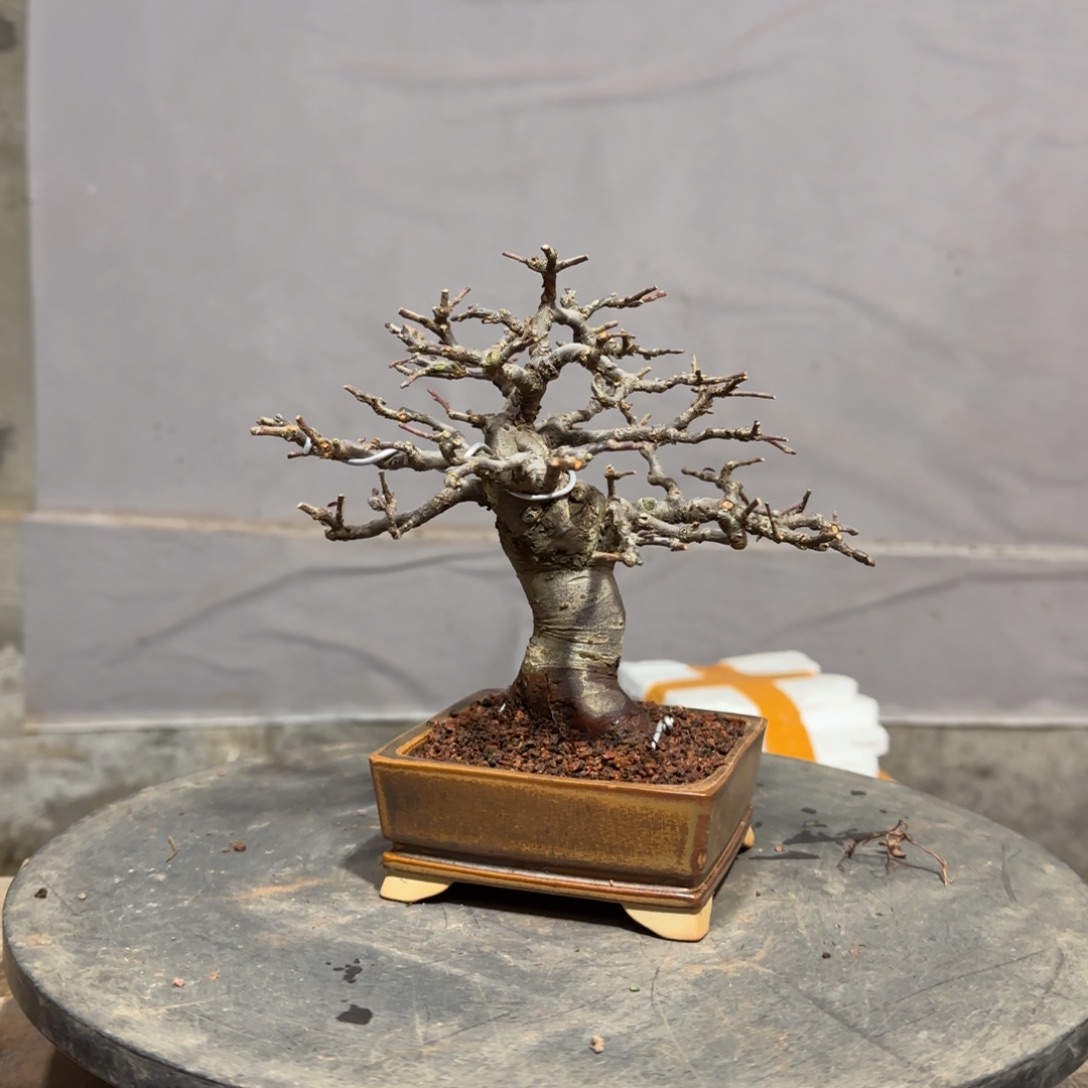 用***8红花平枝栒子红花