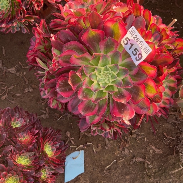 5159天和多肉植物