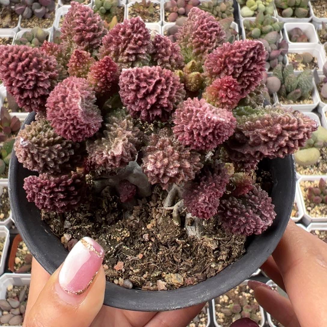 朱紫玉老桩多肉植物水泡