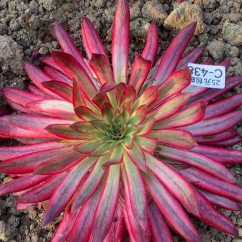 438朱雀满25包邮多肉