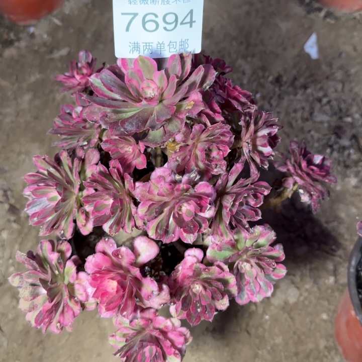 7694红铜多肉植物