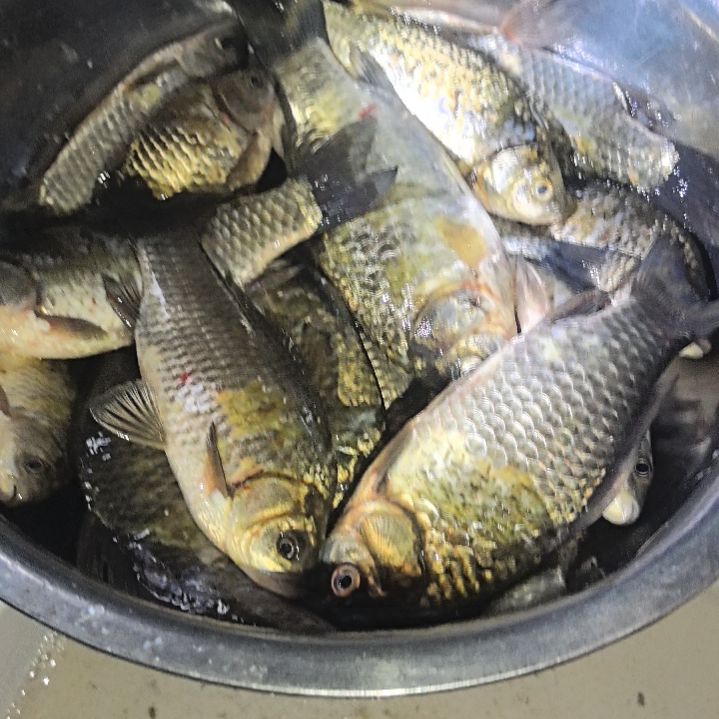 石台小李代购鲫鱼5.2斤