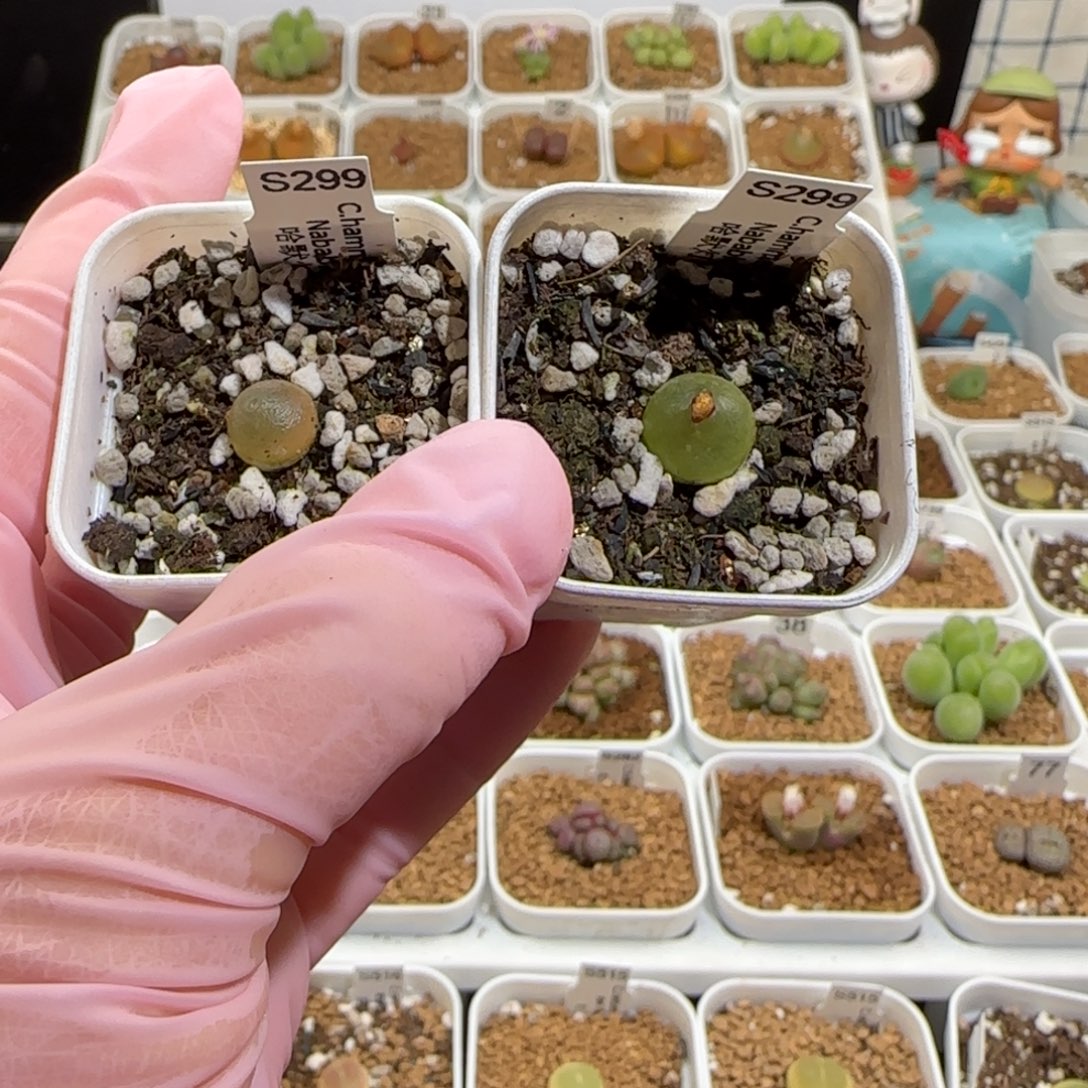 咬***花肉锥多肉植物组合-646