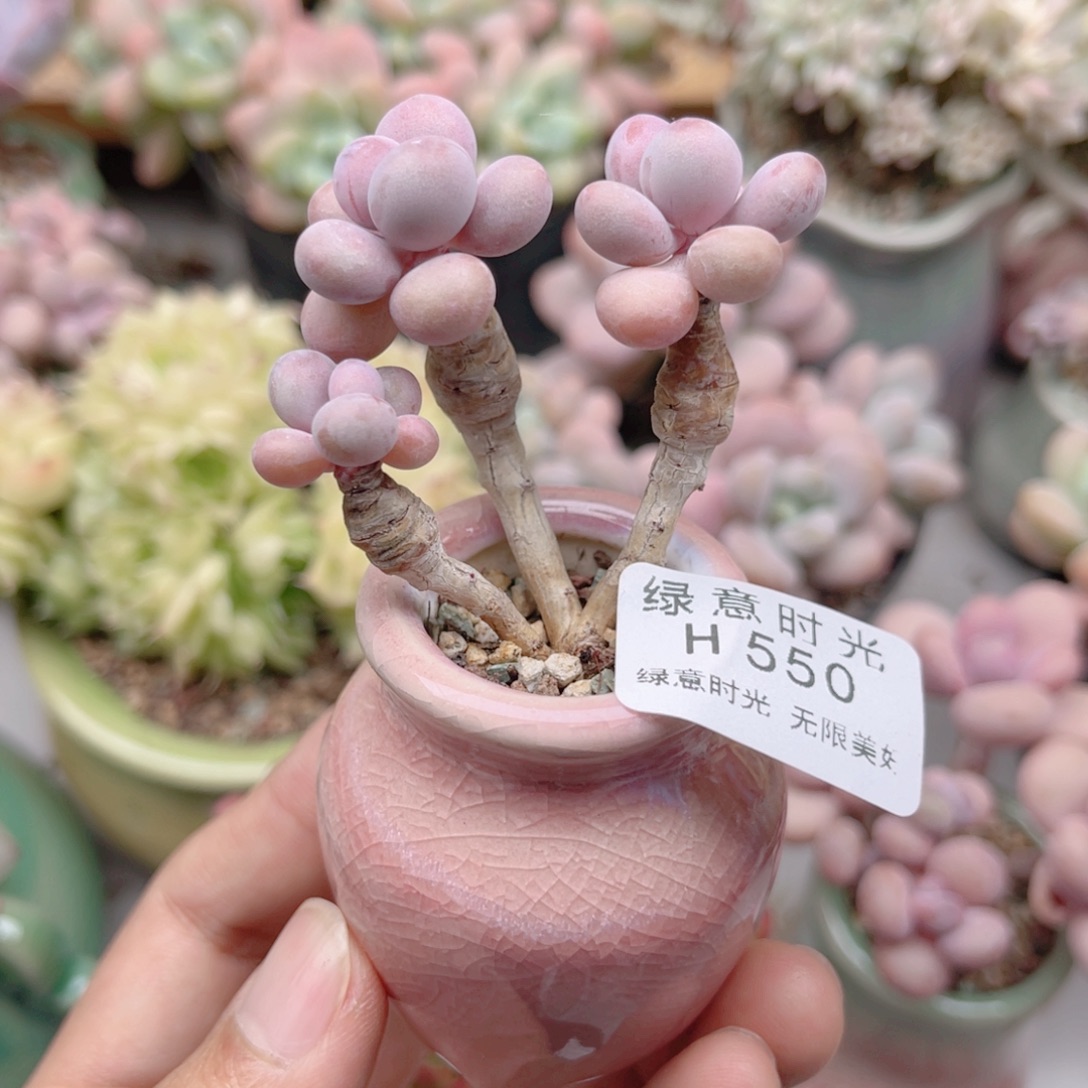 550 桃蛋 带陶瓷盆发货 满28包邮