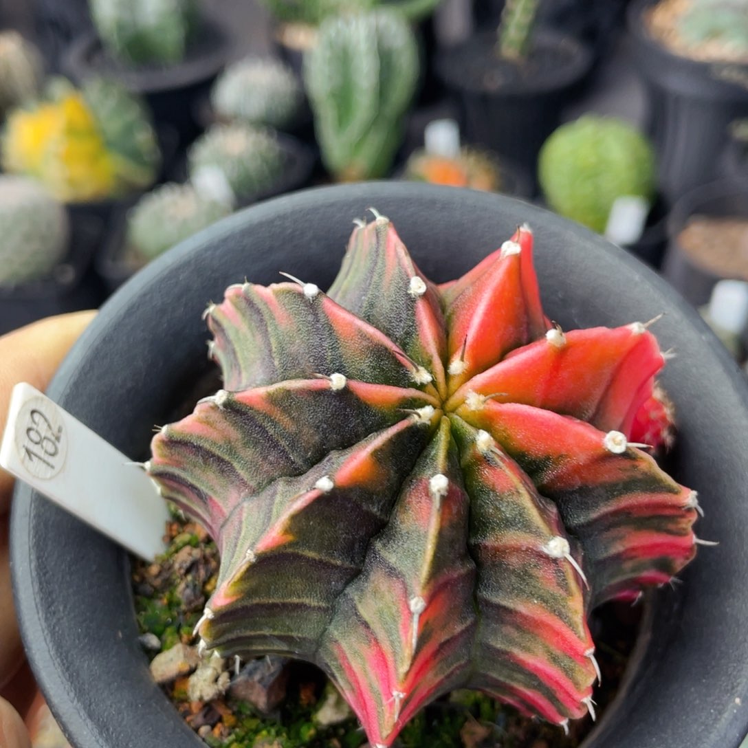 仙人球满28包邮盆口径5公分肋骨锦