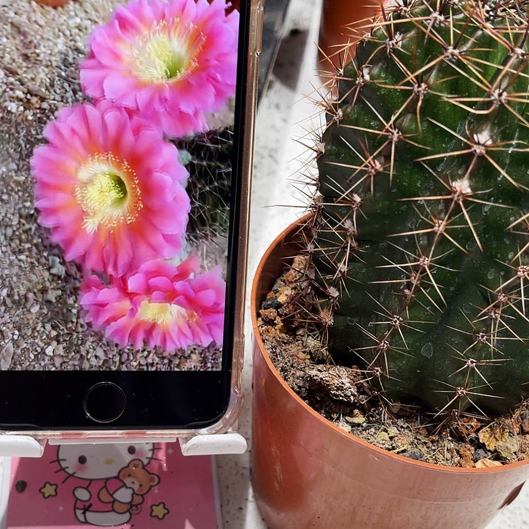 彩草85号6-7公分左右