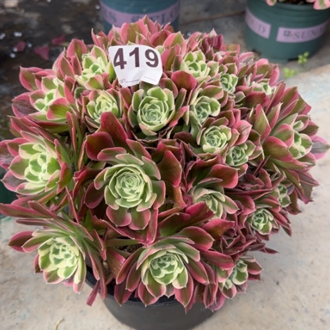 419白凤25厘米左右