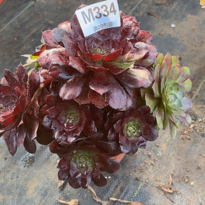 瑞妈多肉，334黑美人