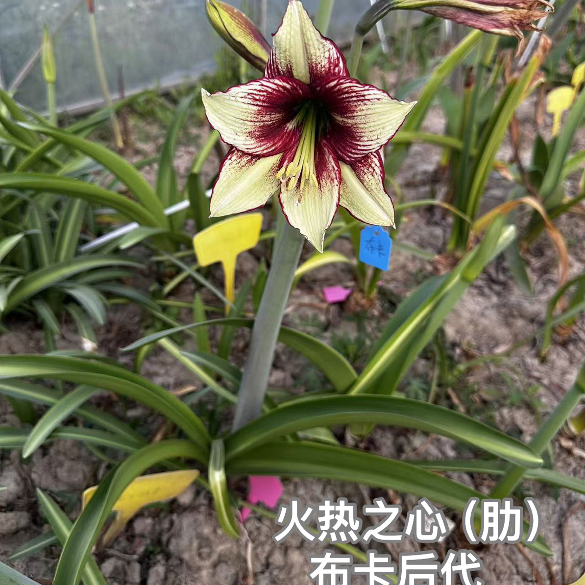S孤挺花园 火热之心（肋）+迷幻之蝶（肋）老晨育种 组合 裸球